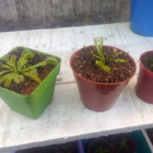 Alocasia Regal Shield