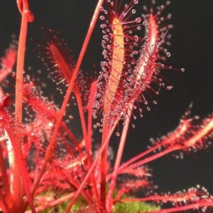 Ficus Decora Burgundy