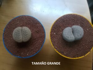 LITHOPS - CACTUS PIEDRA - Image 11