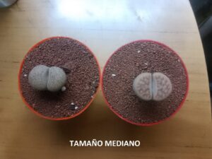 LITHOPS - CACTUS PIEDRA - Image 10