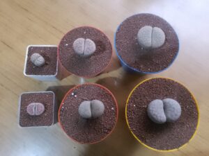 LITHOPS - CACTUS PIEDRA - Image 2