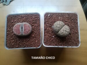 LITHOPS - CACTUS PIEDRA - Image 9