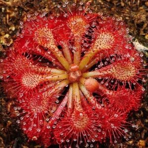 DROSERA BREVIFOLIA