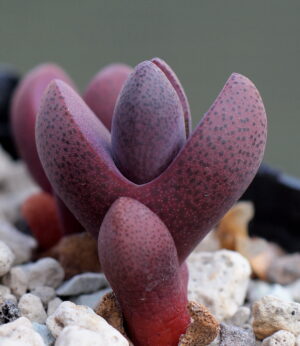 PLEIOSPILOS RUBRA - Image 4