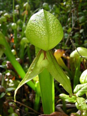 DARLINGTONIA CALIFORNICA - Image 2