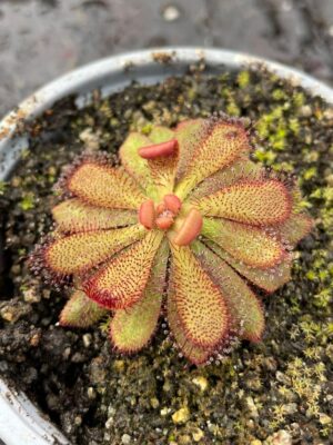 DROSERA HAMILTONII - Image 3
