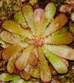 DROSERA HAMILTONII - Image 2