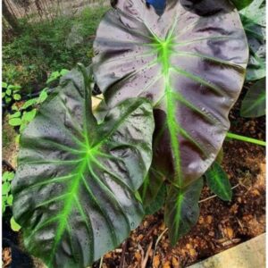 COLOCASIA ALOHA