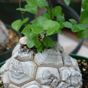 DIOSCOREA ELEPHANTIPES