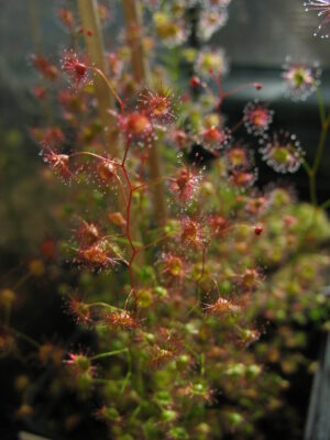 DROSERA MENZIESII - Image 5