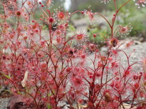 DROSERA MENZIESII - Image 4