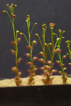 DROSERA MENZIESII - Image 3