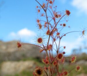 DROSERA MENZIESII - Image 2