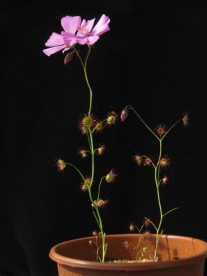 DROSERA MENZIESII