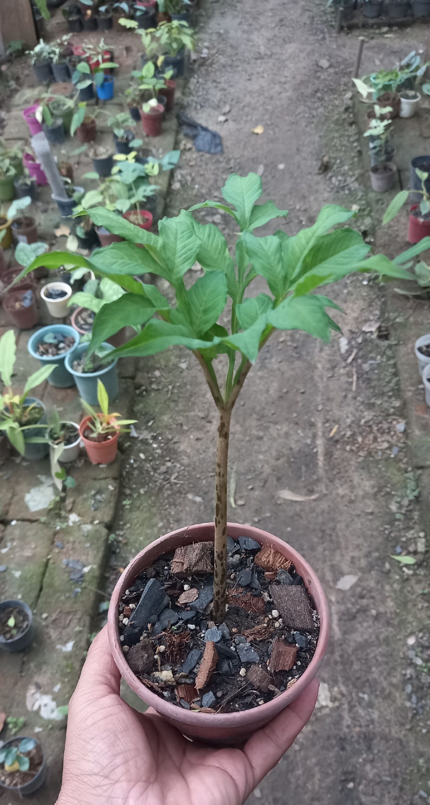 AMORPHOPHALLUS KONJAC - Image 6