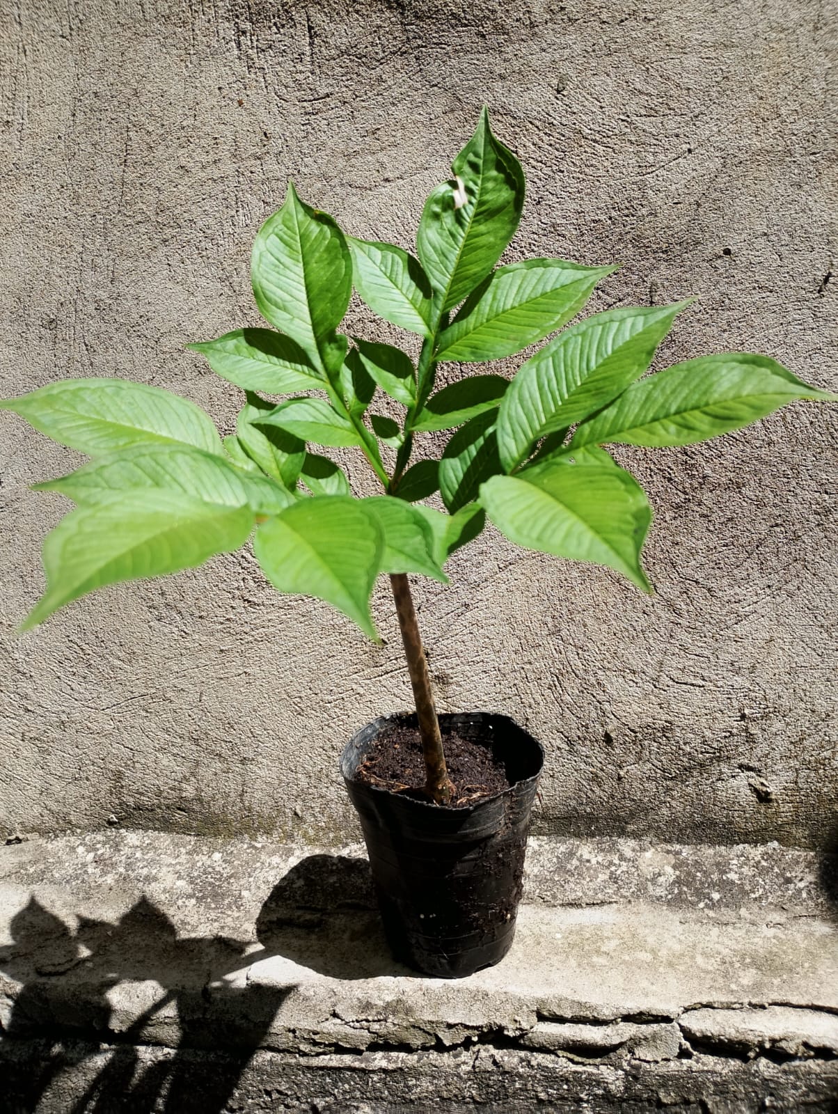 AMORPHOPHALLUS KONJAC - Image 2