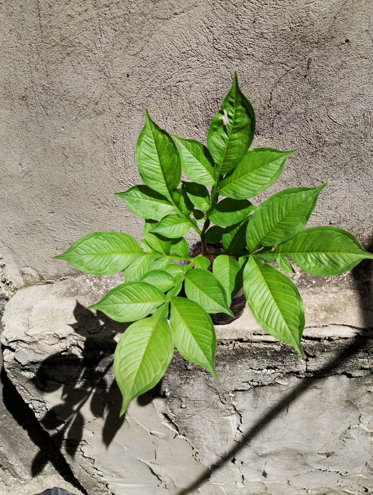 AMORPHOPHALLUS KONJAC - Image 3