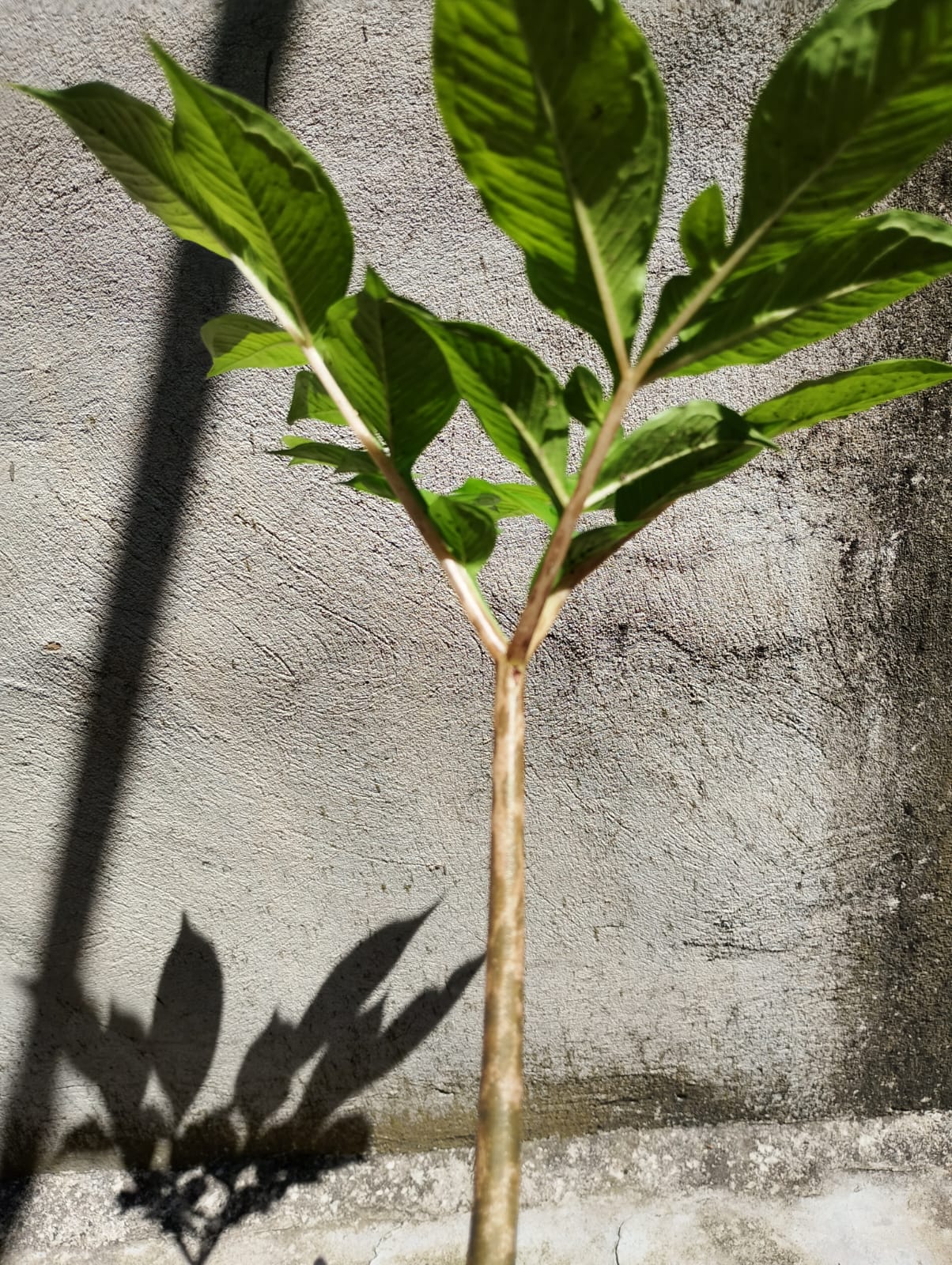 AMORPHOPHALLUS KONJAC - Image 7