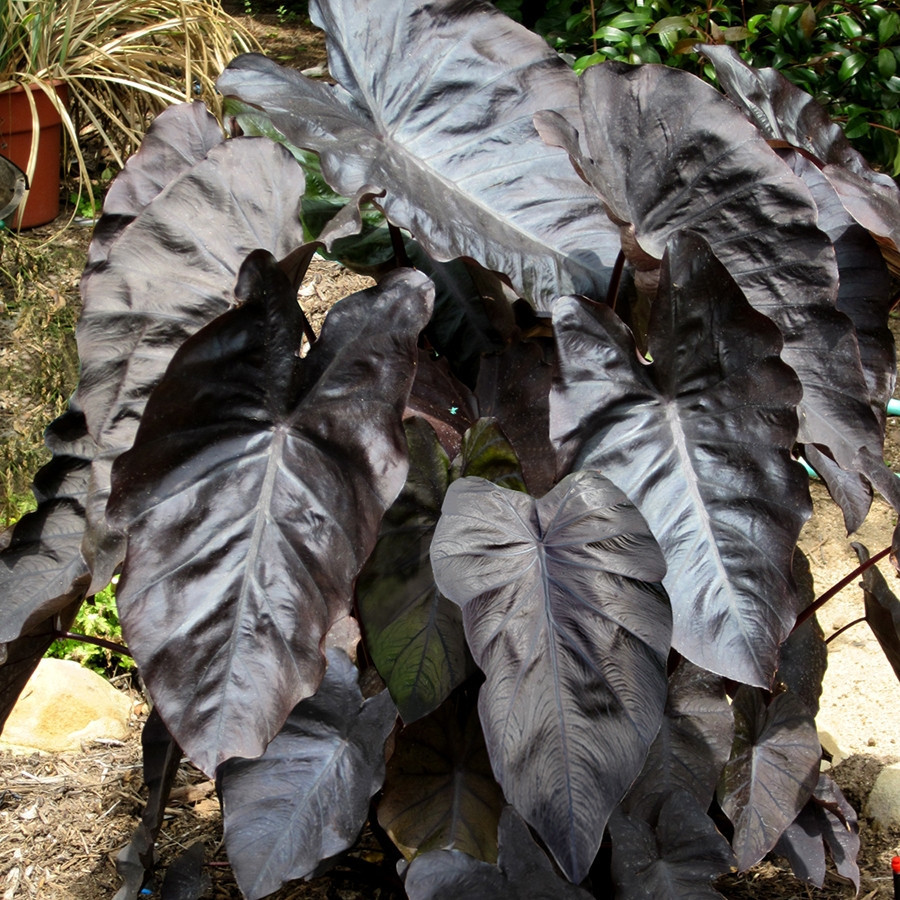 COLOCASIA BLACK CORAL - Image 2