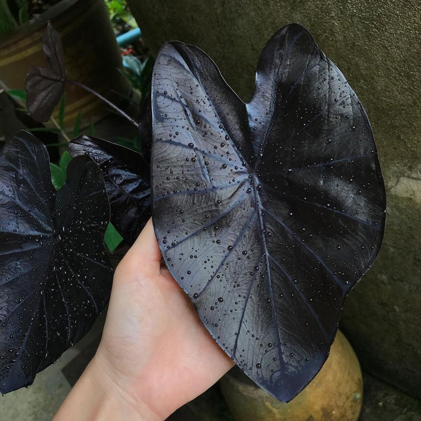 COLOCASIA BLACK CORAL - Image 3