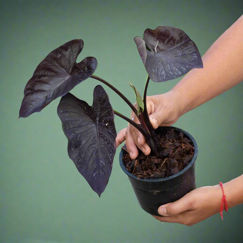 COLOCASIA BLACK CORAL - Image 4