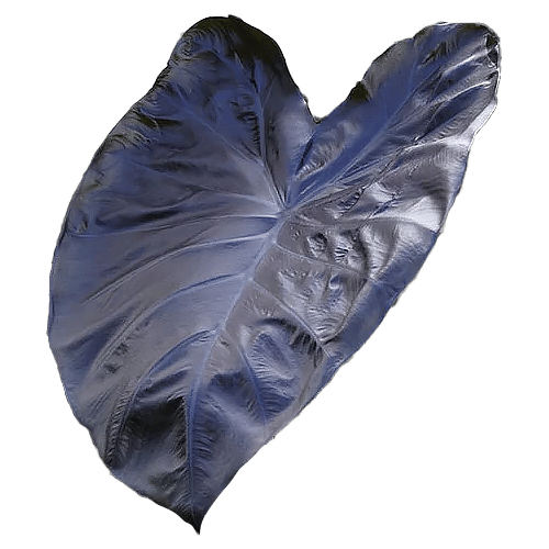 COLOCASIA BLACK CORAL - Image 5