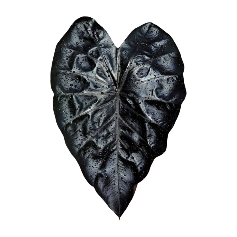 COLOCASIA BLACK CORAL - Image 6