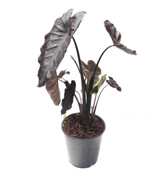 COLOCASIA BLACK CORAL - Image 7