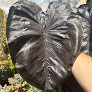 COLOCASIA BLACK CORAL