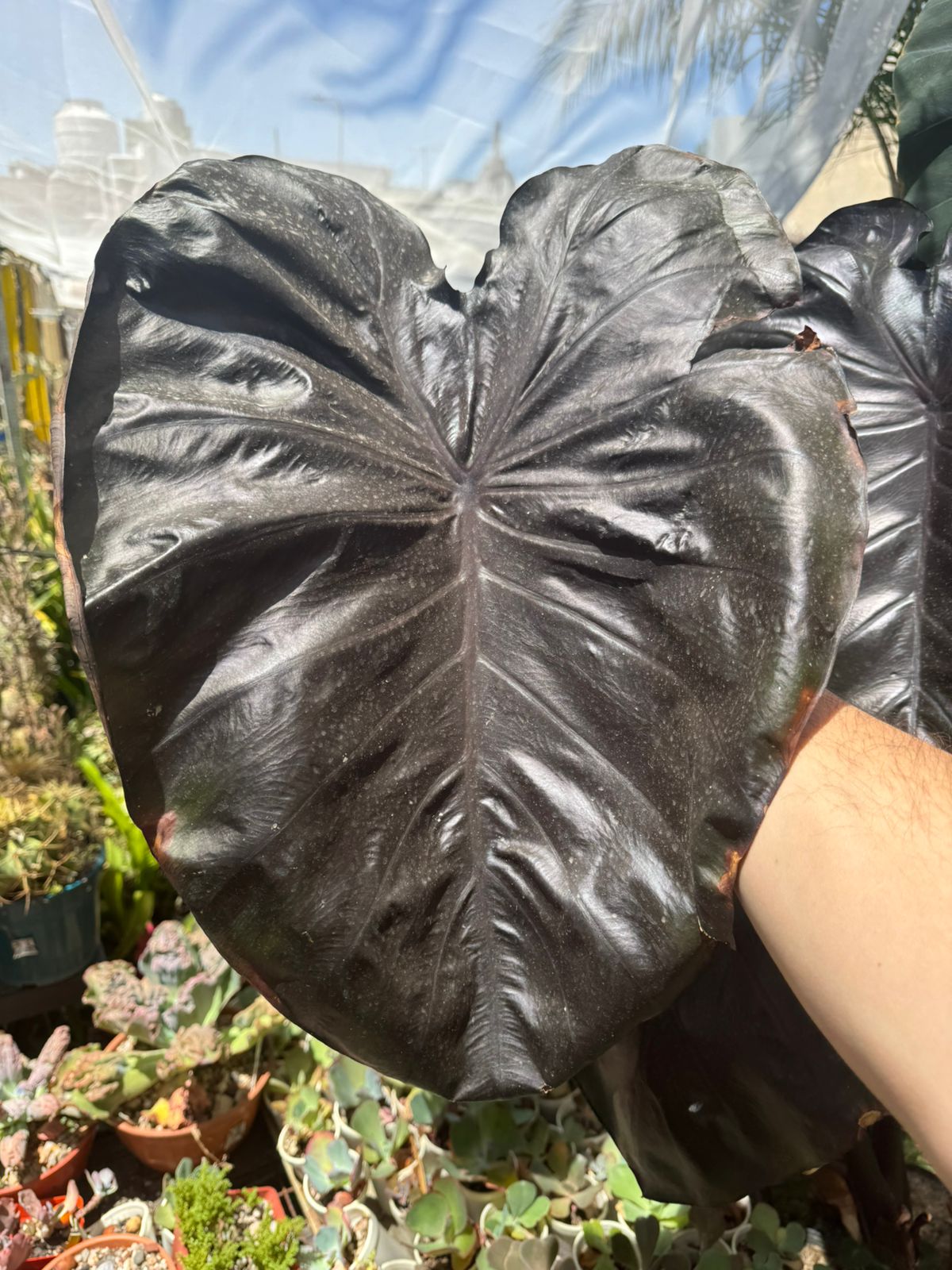 COLOCASIA BLACK CORAL
