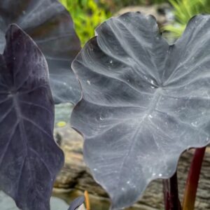 COLOCASIA BLACK MAGIC