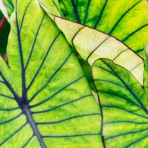COLOCASIA BLUE HAWAII
