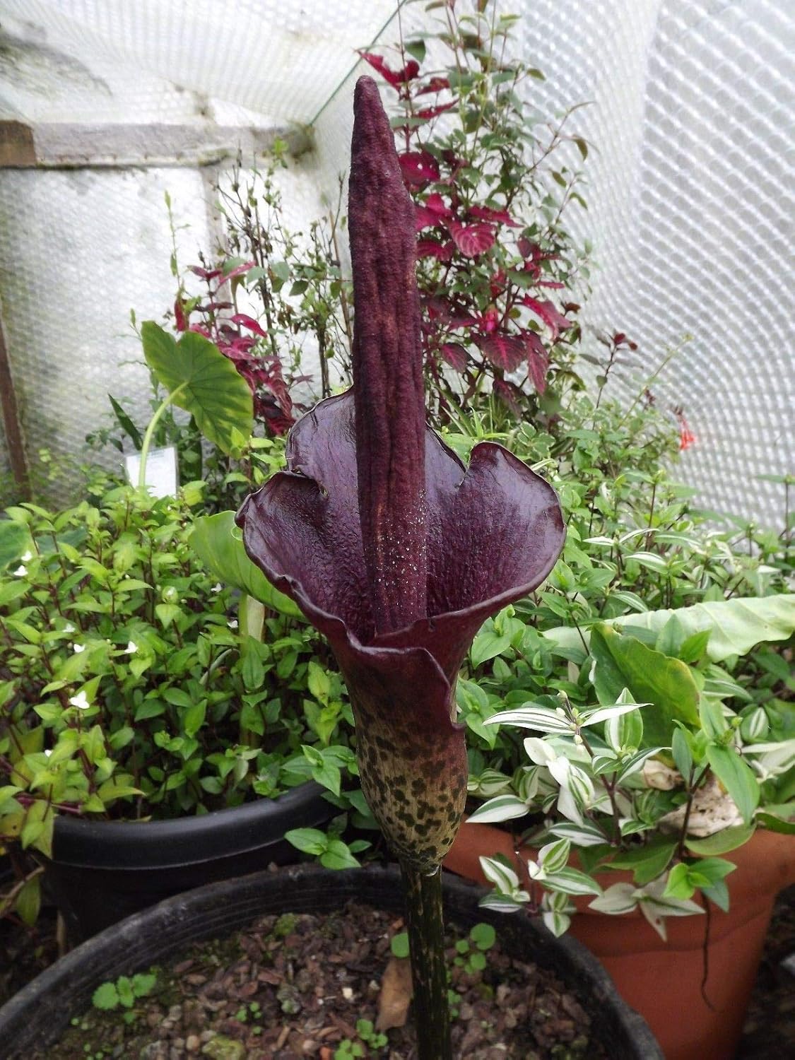 AMORPHOPHALLUS KONJAC - Image 4