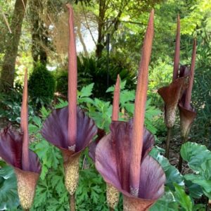 AMORPHOPHALLUS KONJAC