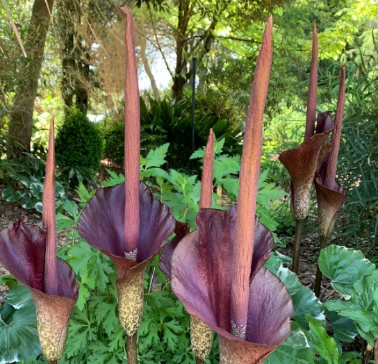AMORPHOPHALLUS KONJAC