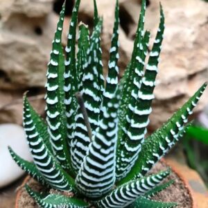 HAWORTHIA ATTENUATA