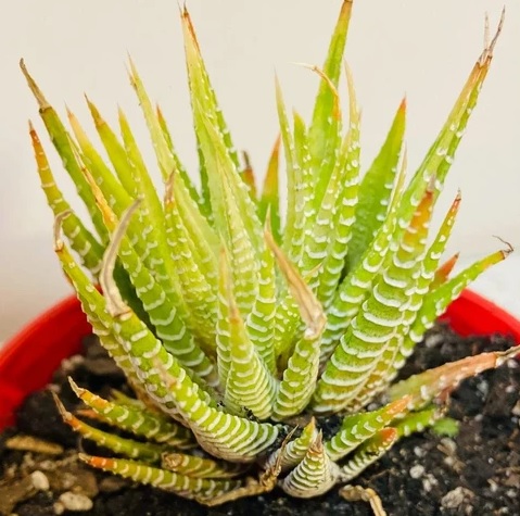 HAWORTHIA ATTENUATA VARIEGATA - Imagen 5
