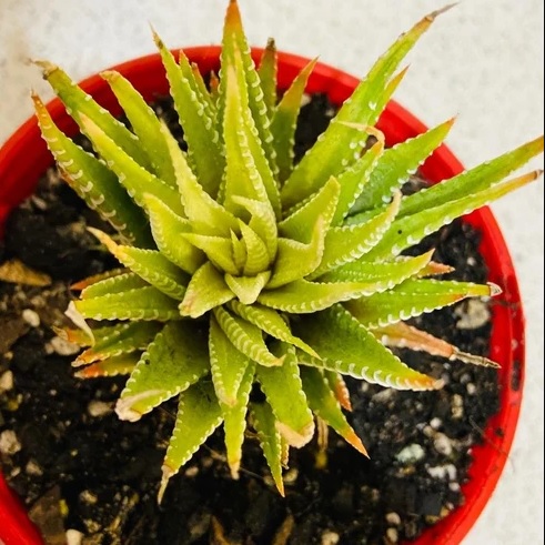 HAWORTHIA ATTENUATA VARIEGATA - Imagen 3