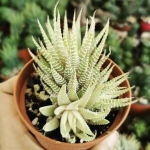 HAWORTHIA ATTENUATA VARIEGATA