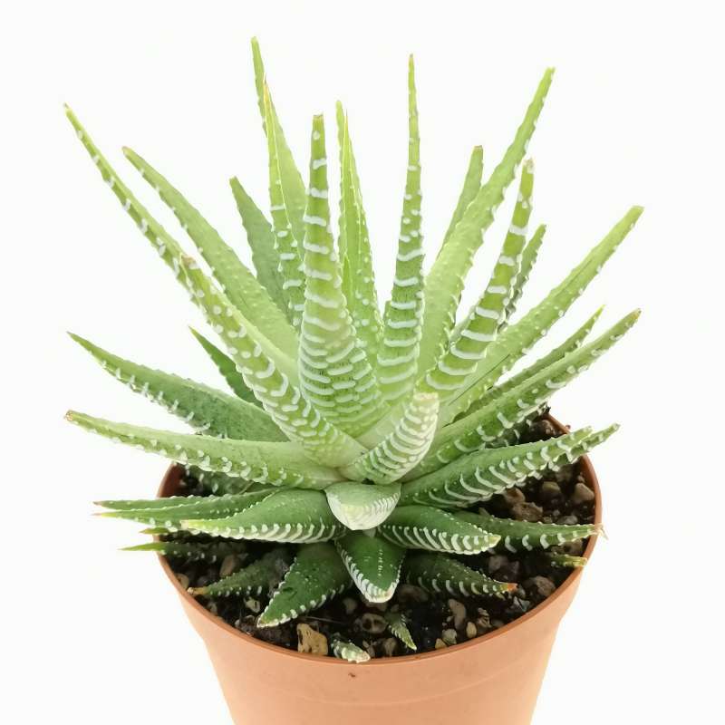 HAWORTHIA ATTENUATA VARIEGATA - Imagen 2