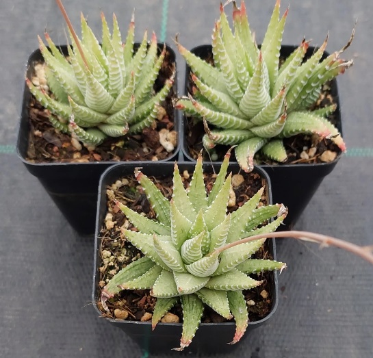 HAWORTHIA ATTENUATA VARIEGATA - Imagen 4