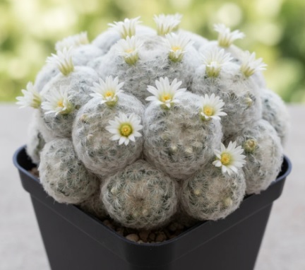 MAMMILLARIA PLUMOSA - Imagen 6