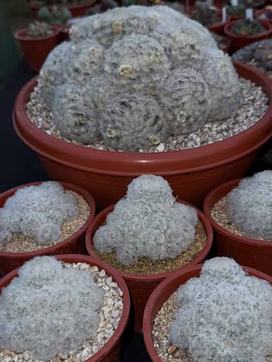 MAMMILLARIA PLUMOSA - Imagen 4