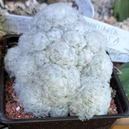 MAMMILLARIA PLUMOSA - Imagen 2