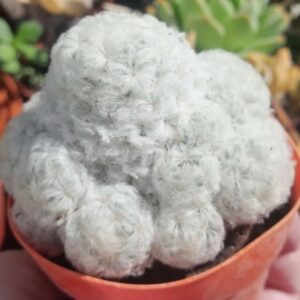 MAMMILLARIA PLUMOSA