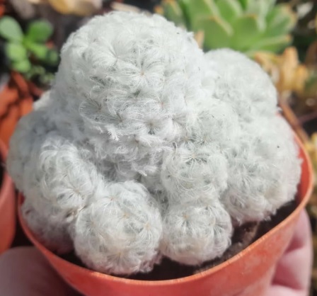MAMMILLARIA PLUMOSA