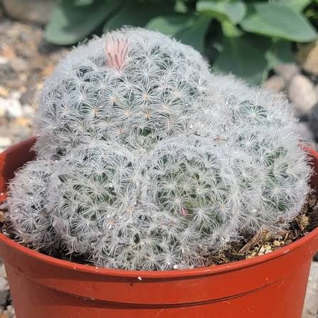 MAMMILLARIA PLUMOSA - Imagen 3