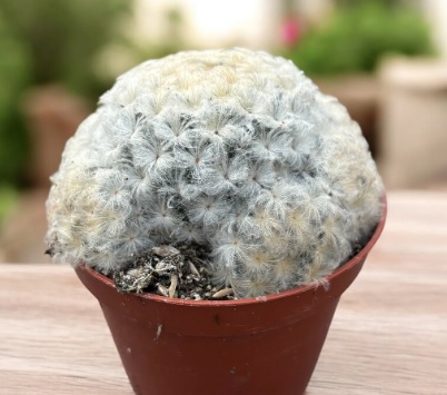 MAMMILLARIA PLUMOSA - Imagen 5
