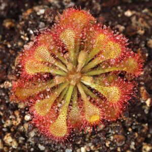 DROSERA SPATULATA OKINAWA
