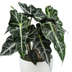 ALOCASIA AMAZONICA